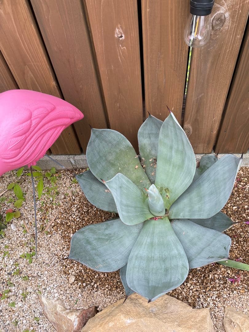 アガベ　ケルシーノヴァ大株