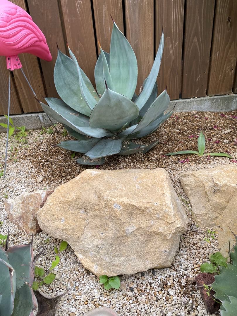 アガベ　ケルシーノヴァ大株