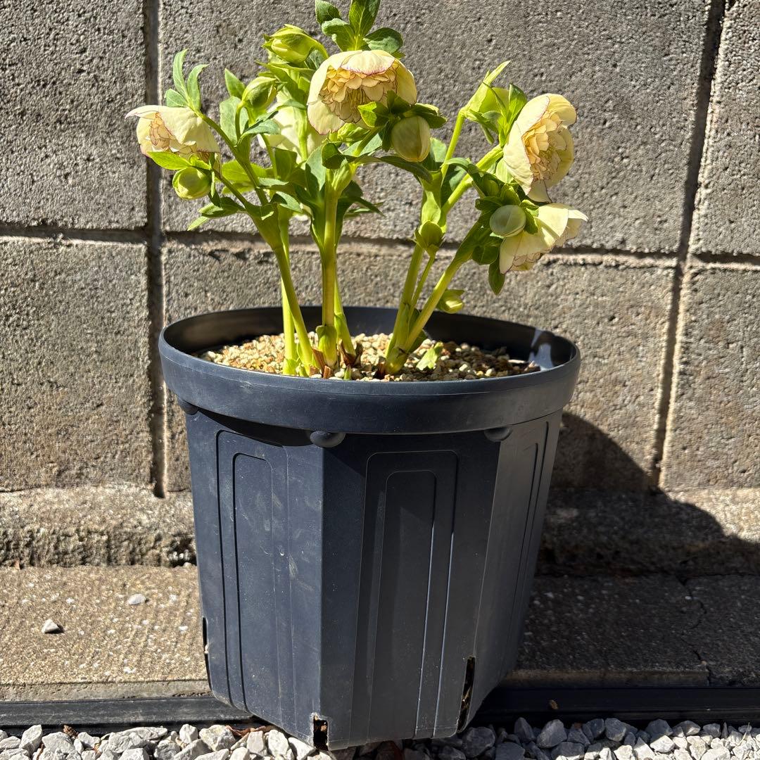 クリスマスローズ　多弁セミダブル　カップ咲き