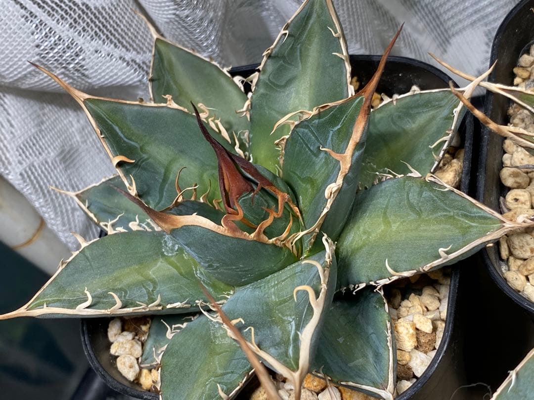 年末年始SALE 実生強棘　斑入りホリダ　2024.5播種　アガベ