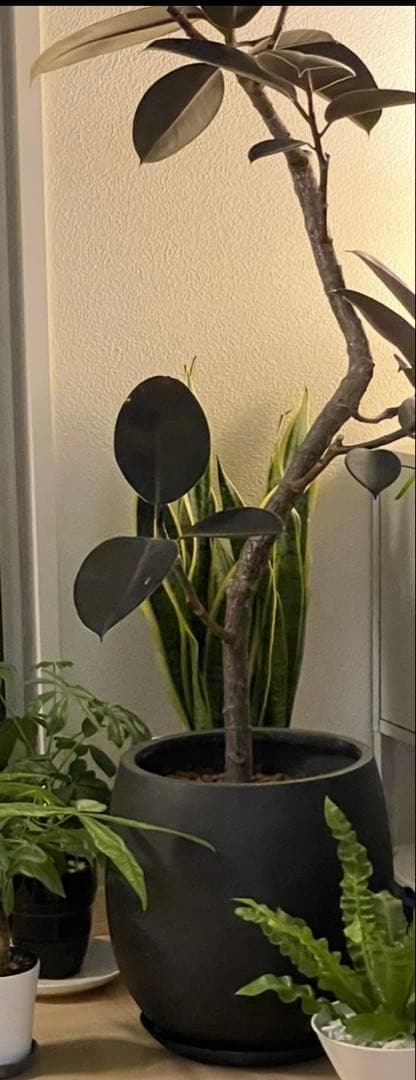 ２個まとめ売りフィカス 観葉植物 緑の葉 白い鉢　バーガンディ