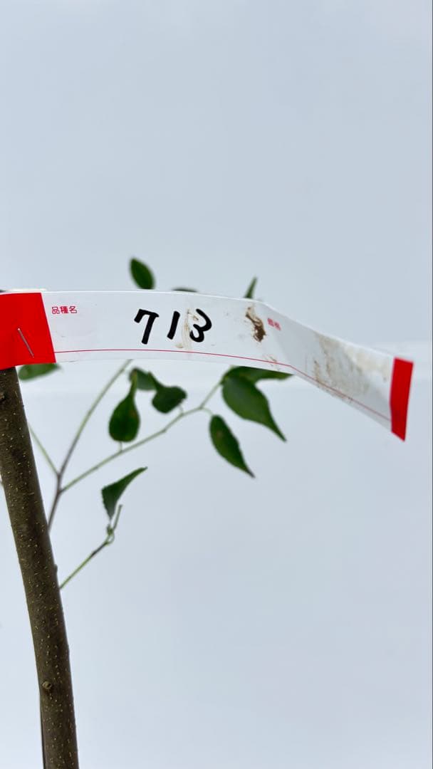 超特大サイズ 細く美しく繊細な樹形 ハイノキ 株立 713 樹高2.4m位