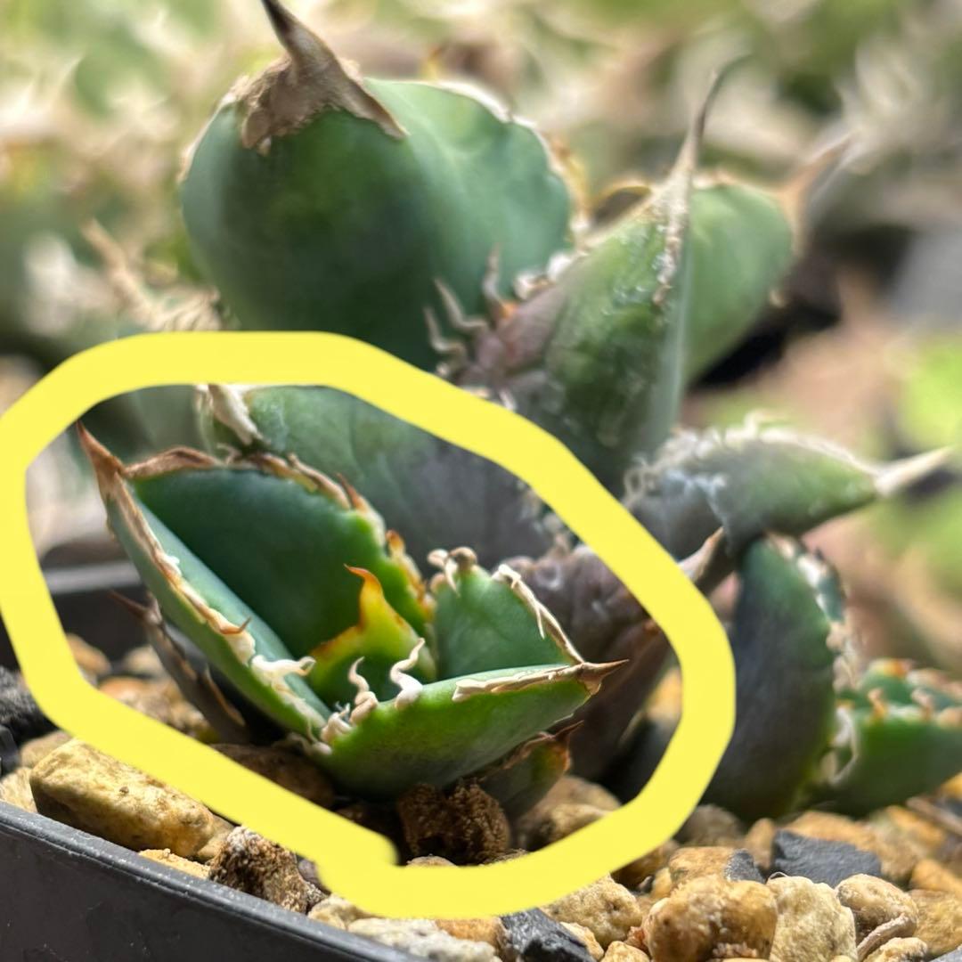 アガベ　朱雀　ベルリン産　子株