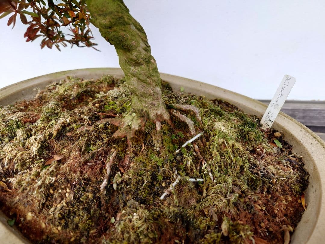 盆栽　皐月　(緋縅)　樹高45cm