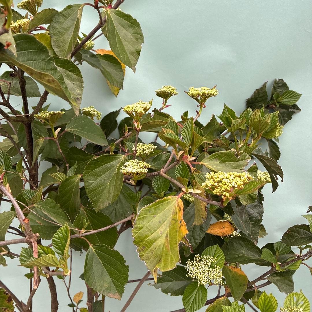 ハクサンボク　大型　日本原産ビバーナム