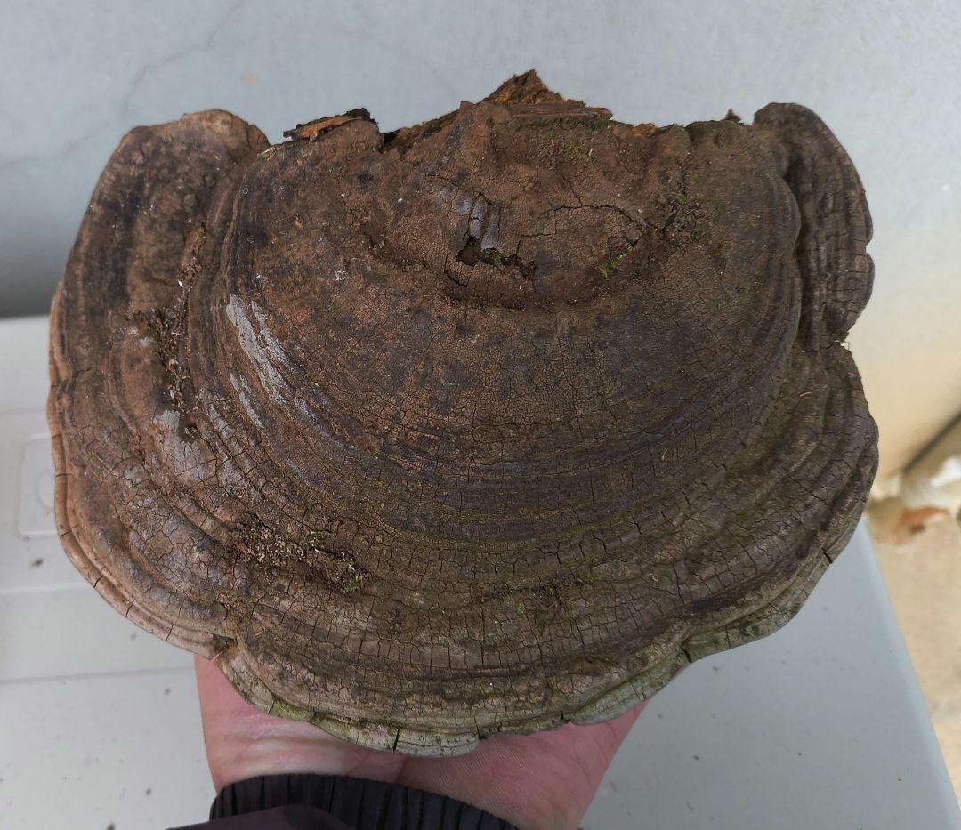 さるのこしかけ（梅寄生） 3個　厄除け　縁起もの