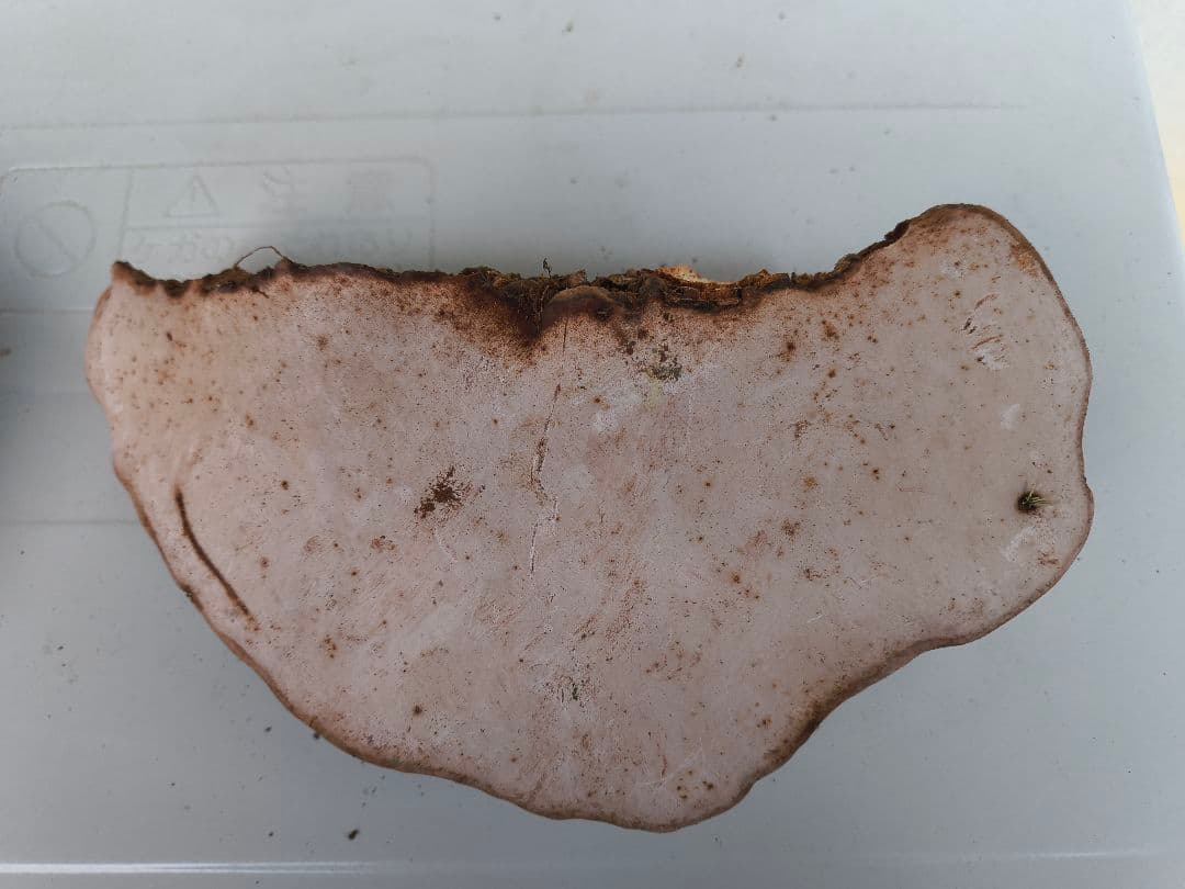 さるのこしかけ（梅寄生） 3個　厄除け　縁起もの