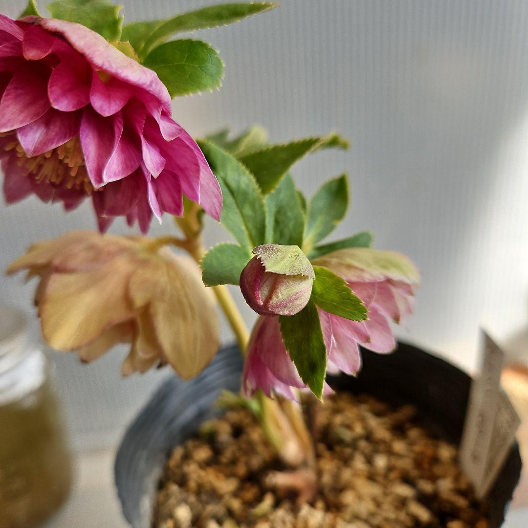 ○○様ご検討苗㉖-331クリスマスローズ