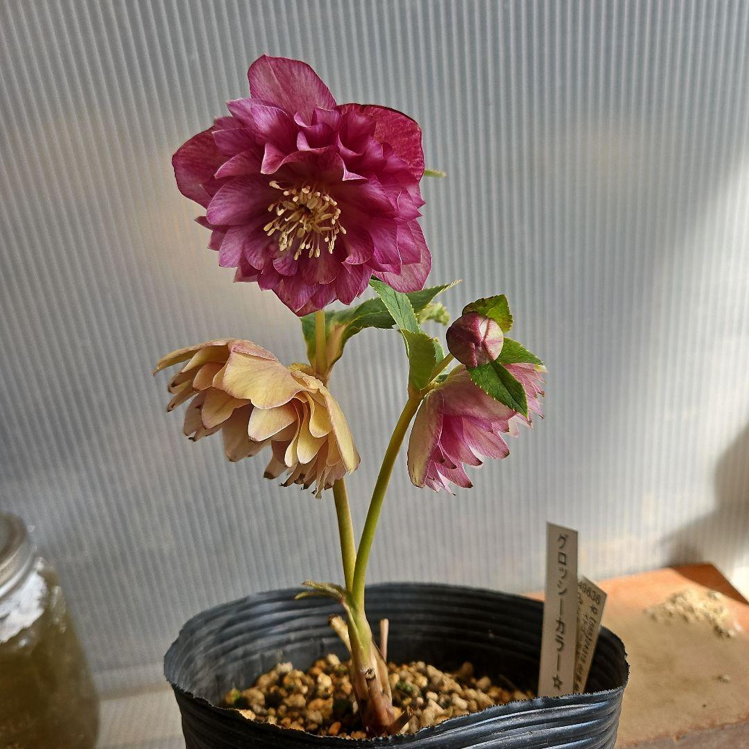 ○○様ご検討苗㉖-331クリスマスローズ