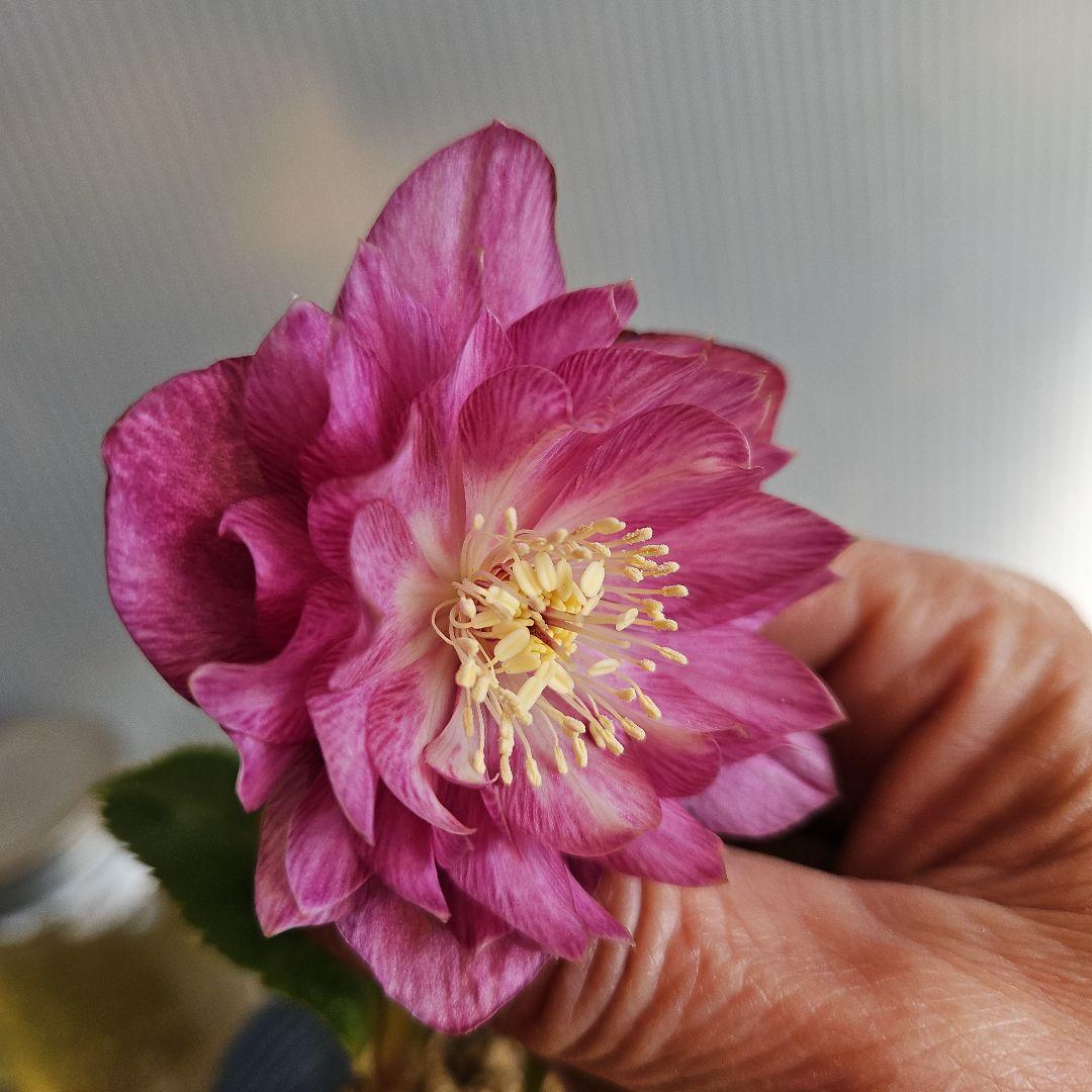 ○○様ご検討苗㉖-331クリスマスローズ