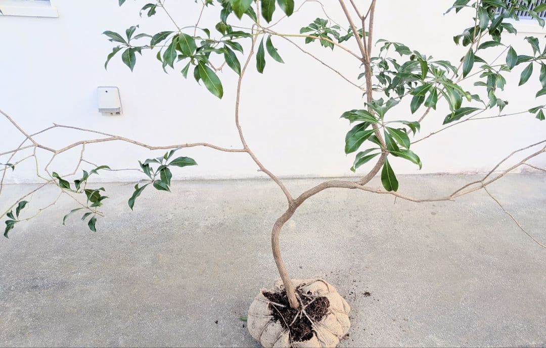 雲海。山採りアセビ。