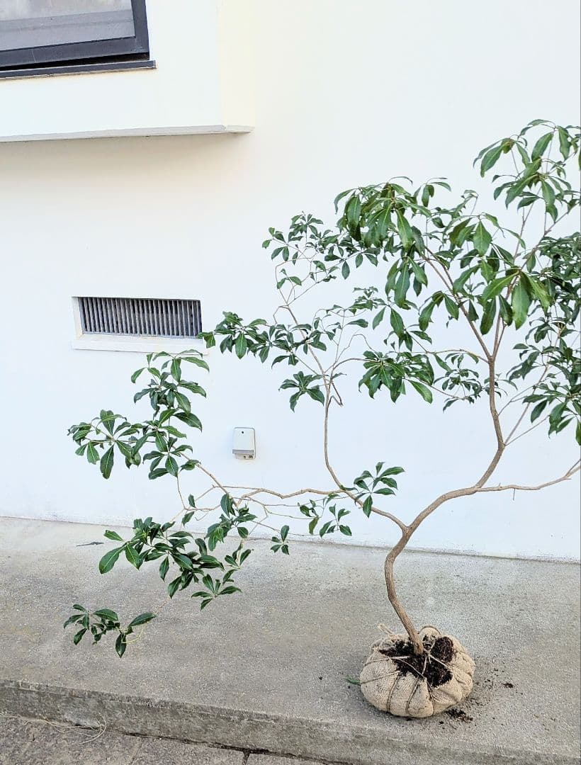 雲海。山採りアセビ。