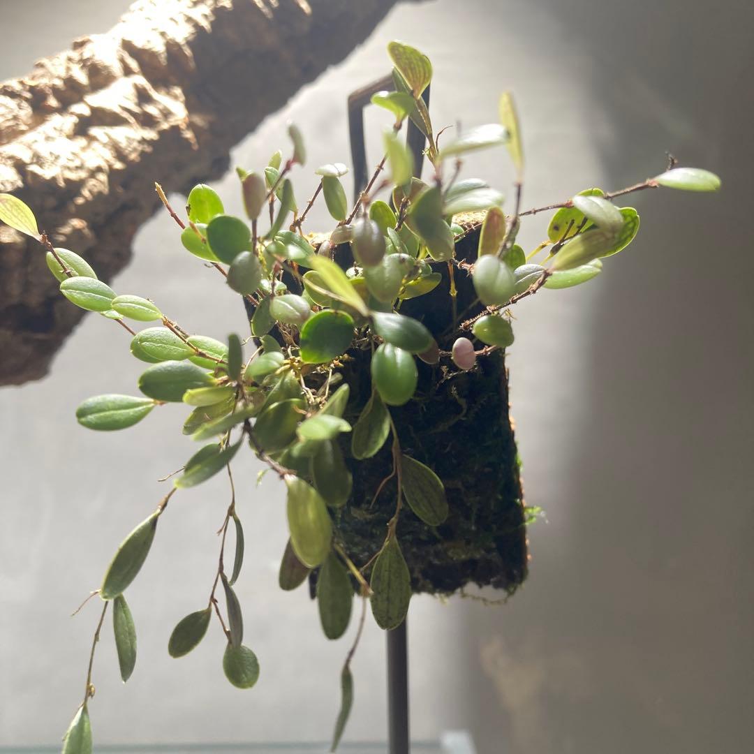 trichosalpinx chamaelepanthes 着生ラン垂れ下がり系