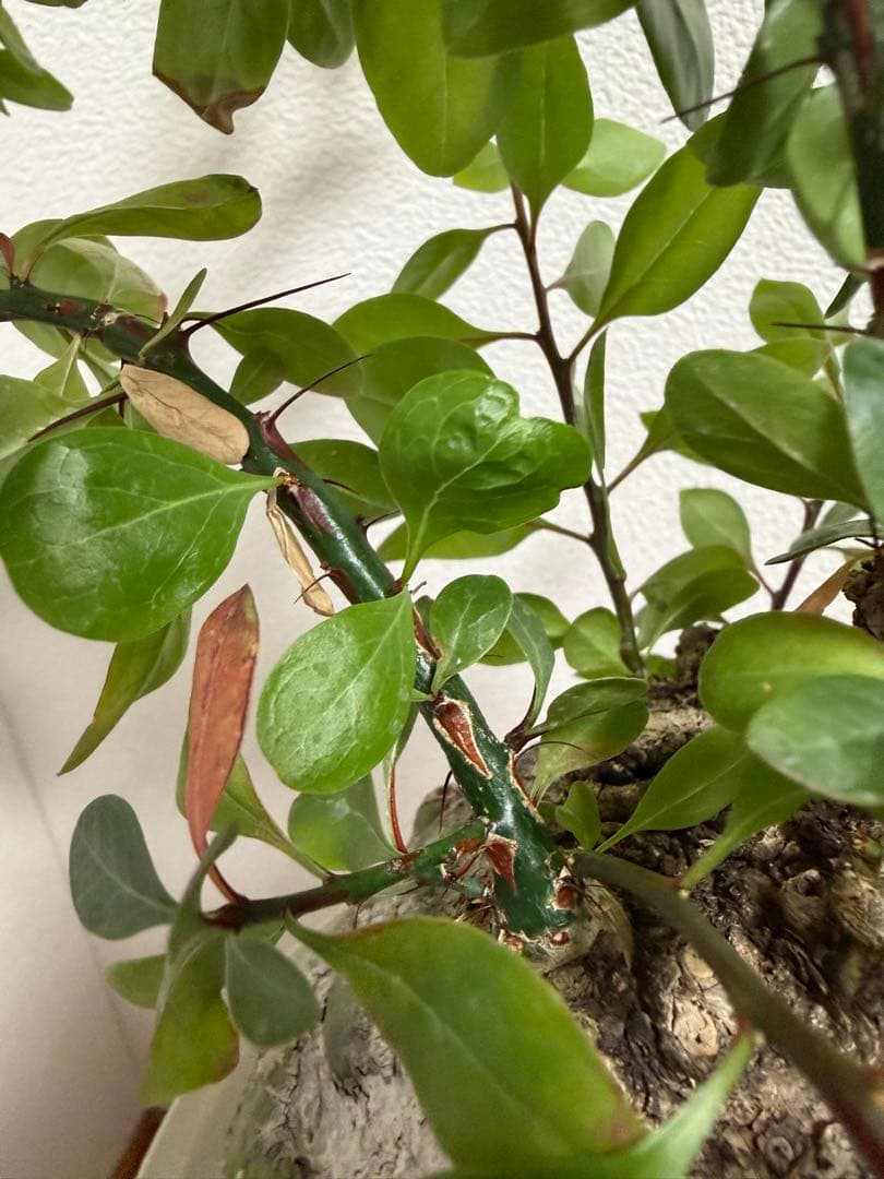 フォークイエリア　ファシクラータ　扁平