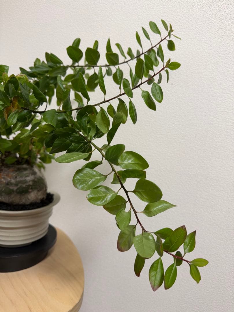 フォークイエリア　ファシクラータ　扁平