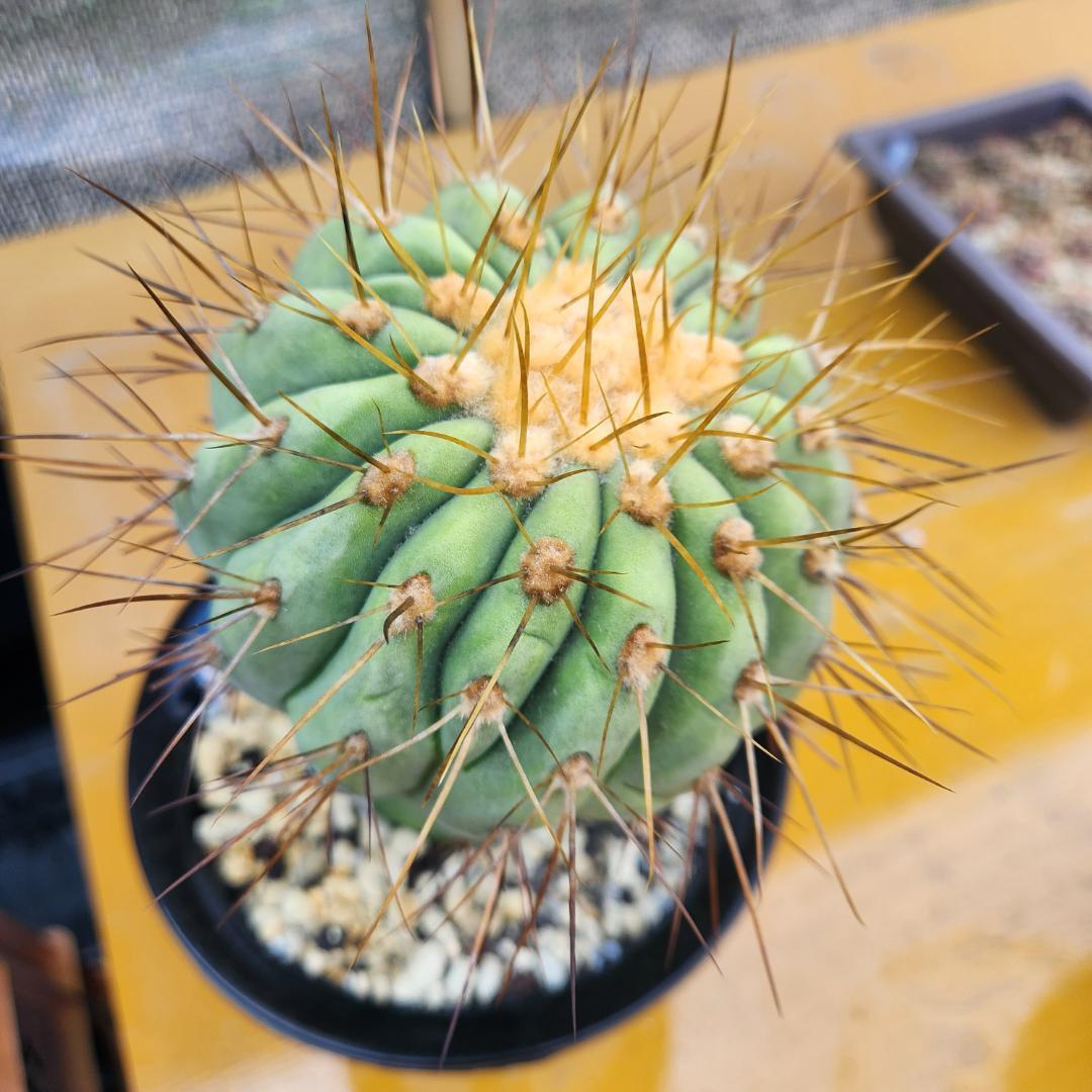 コピアポア　ギガンティア台付き