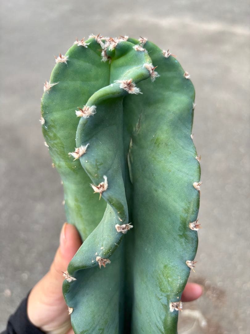 多肉植物 セレウス レパンドゥス ペルー リンゴ サボテン （カキコ)