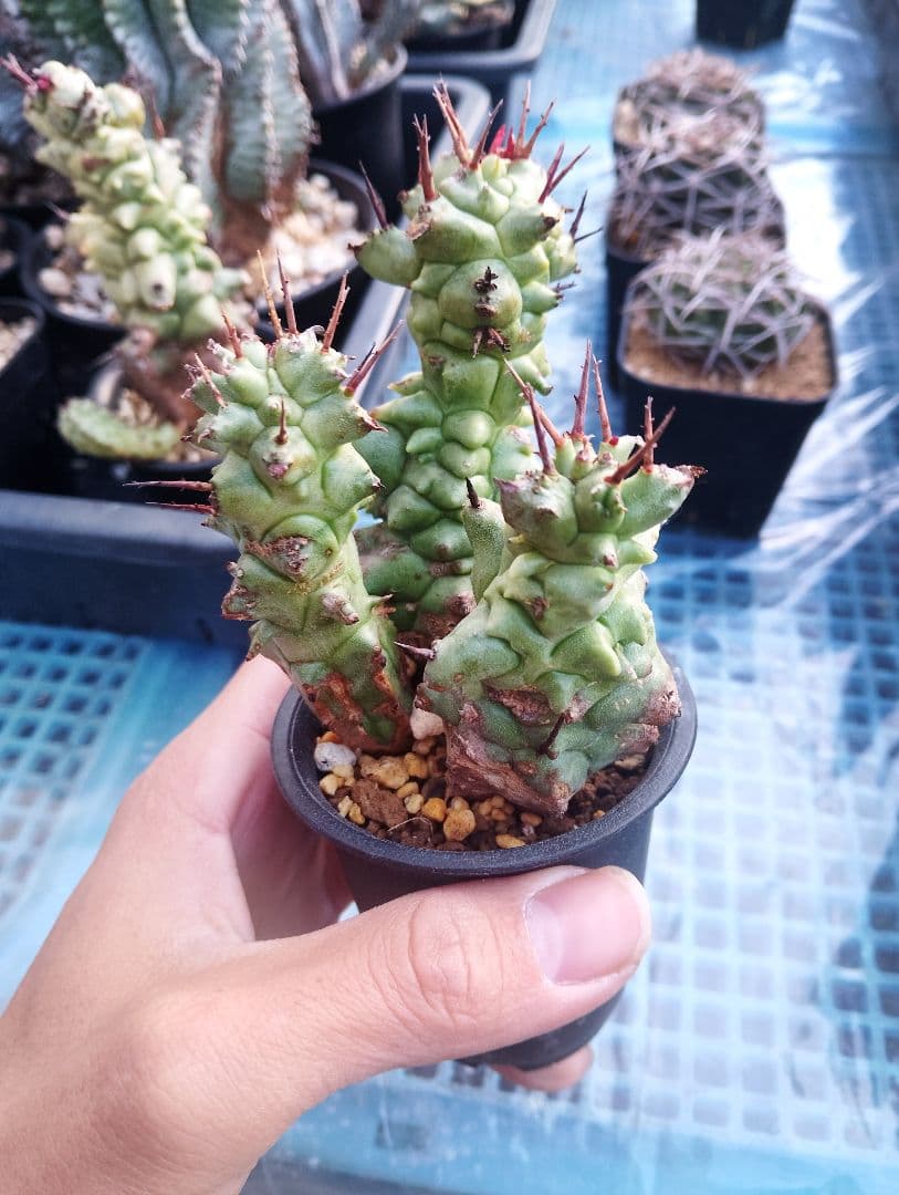 極太 ユーフォルビア ホリダ モンスト