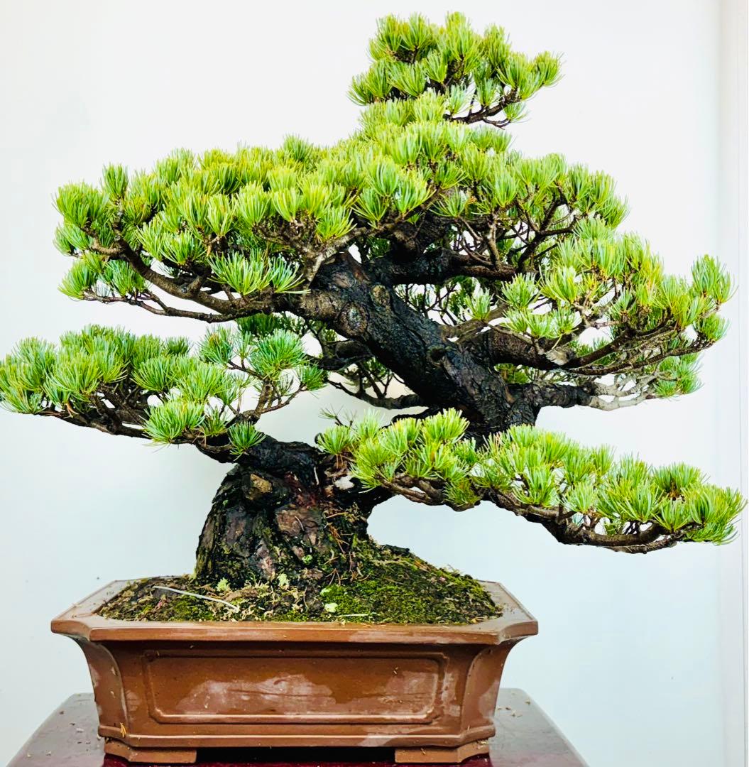 五葉松盆栽(3)