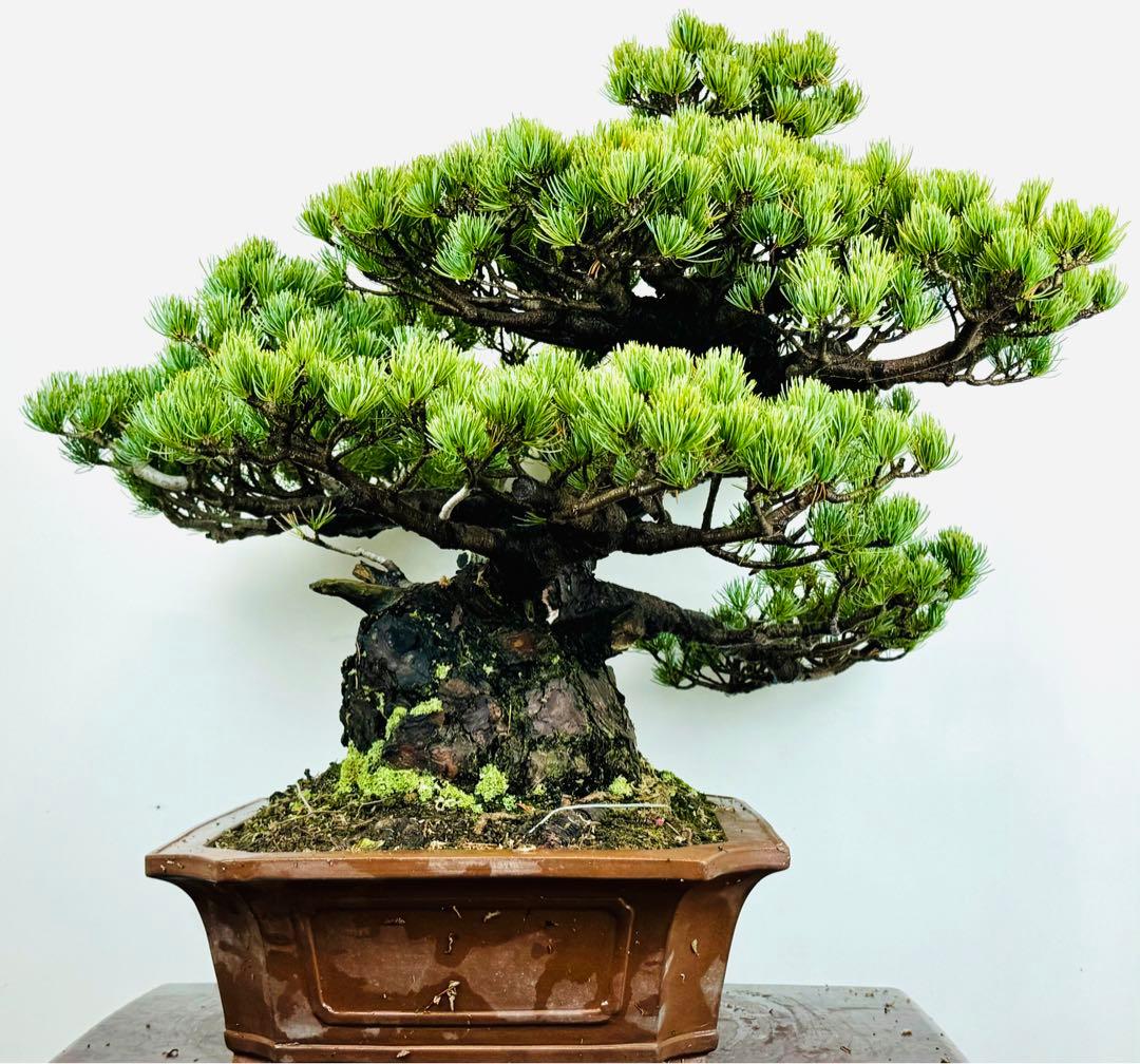 五葉松盆栽(3)