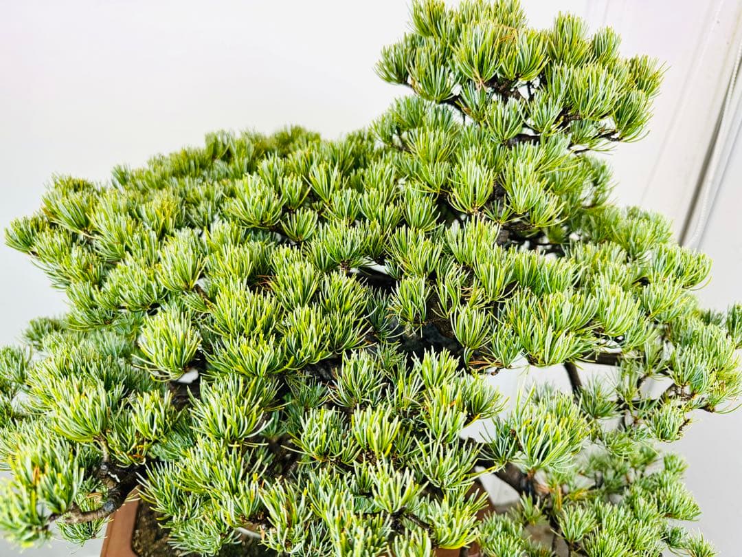 五葉松盆栽(3)