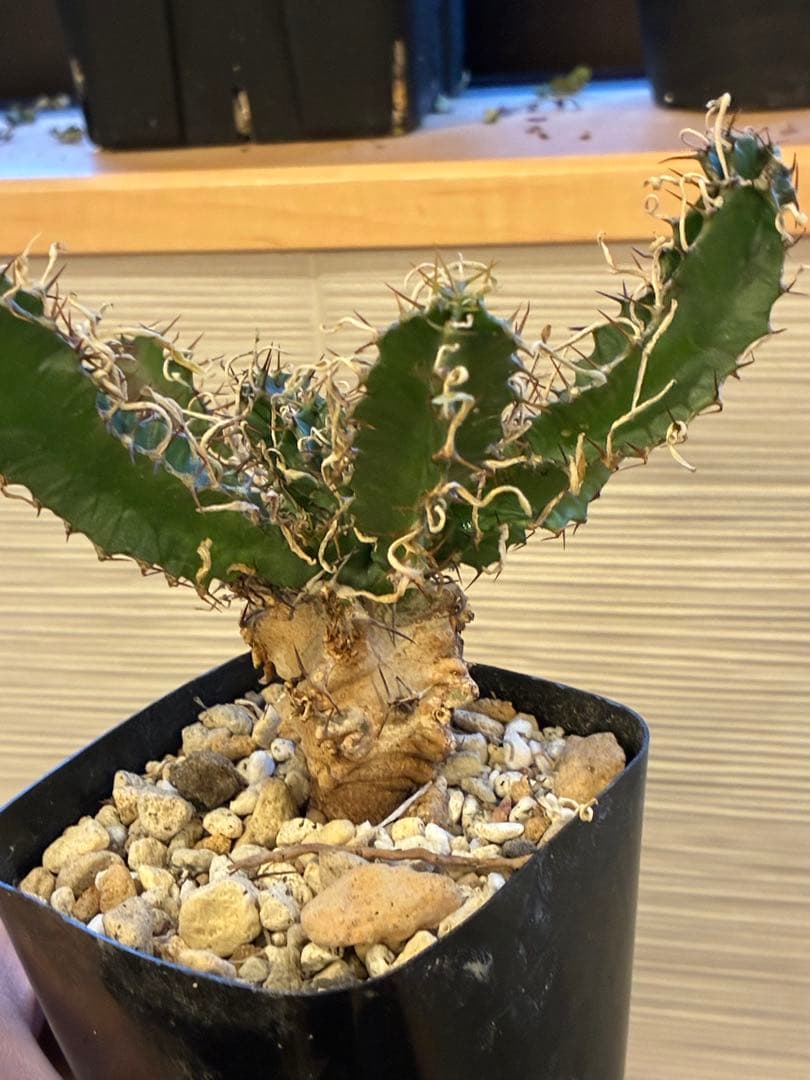 ユーフォルビア　ムランジーナ