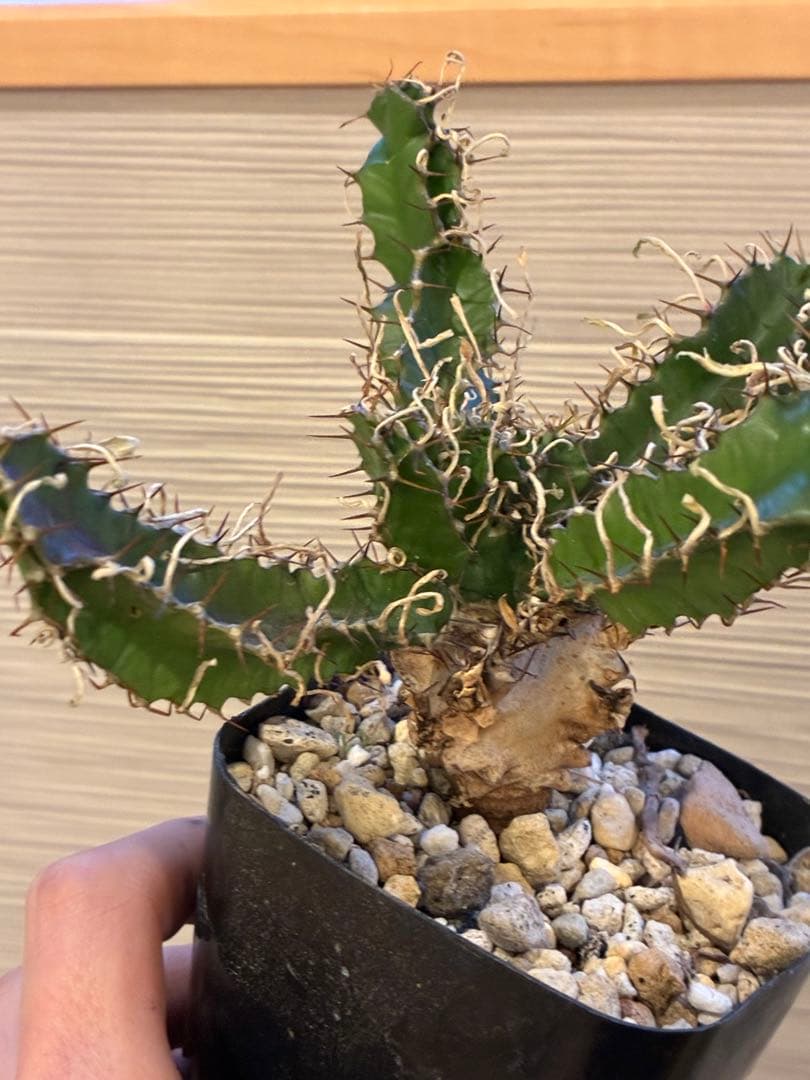 ユーフォルビア　ムランジーナ