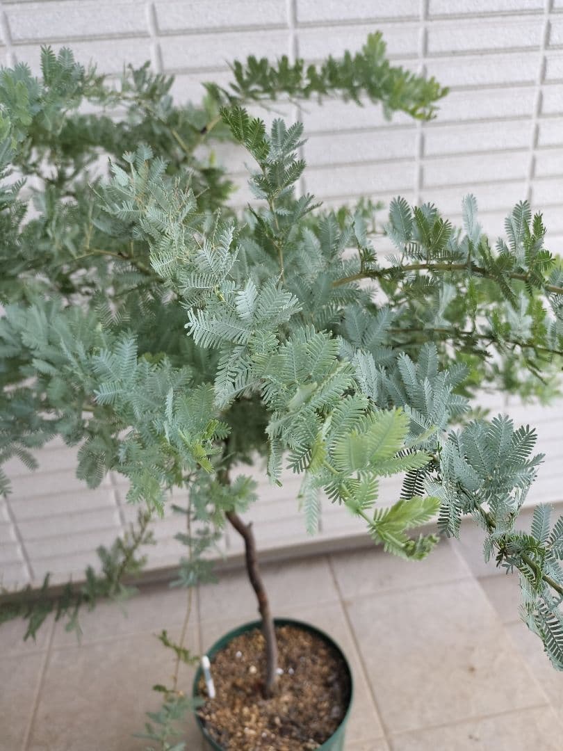 ミモザアカシア 樹高100cm