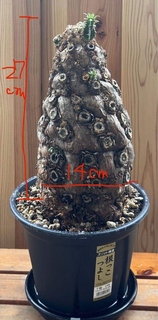発根済　ムランジーナ　特大株　極美