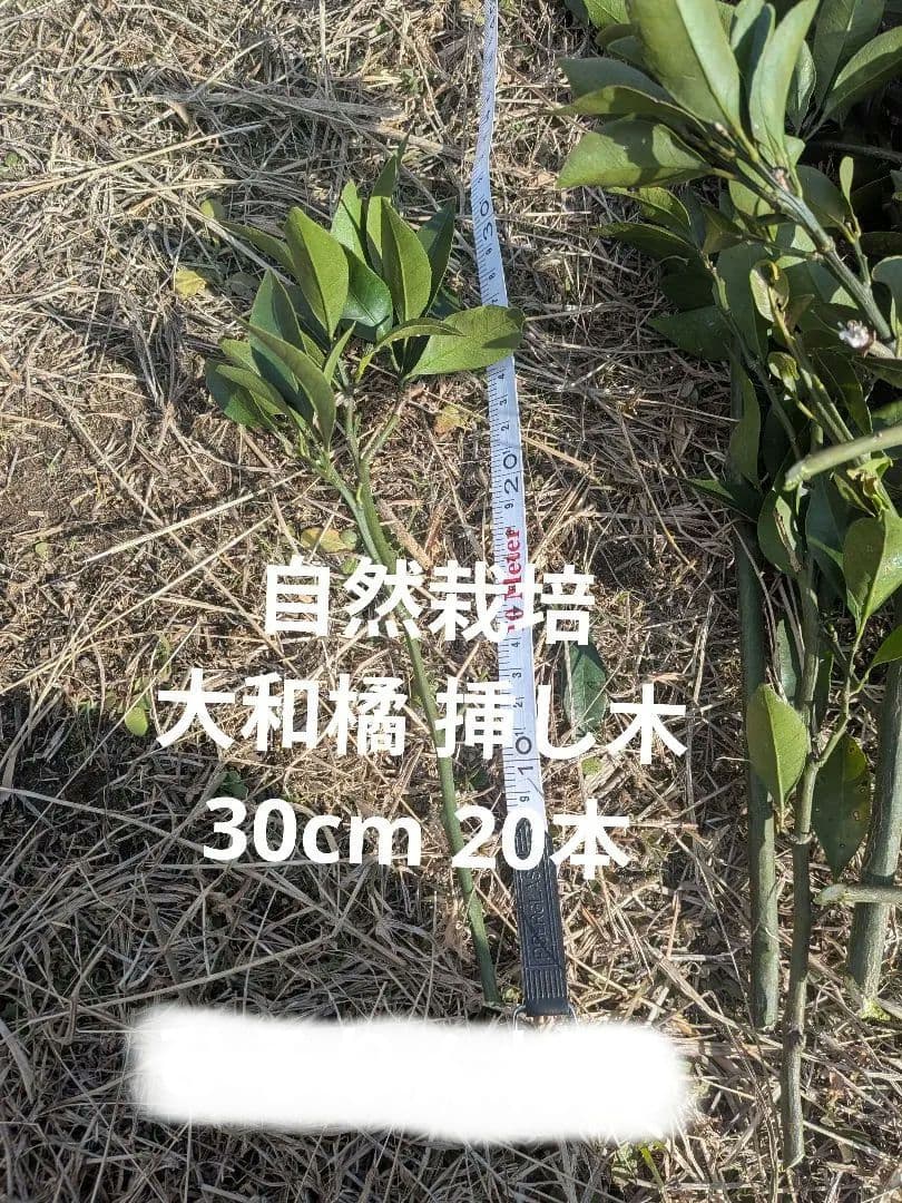 自然栽培 大和橘の挿し木 約30cm〜50cm 20本セット
