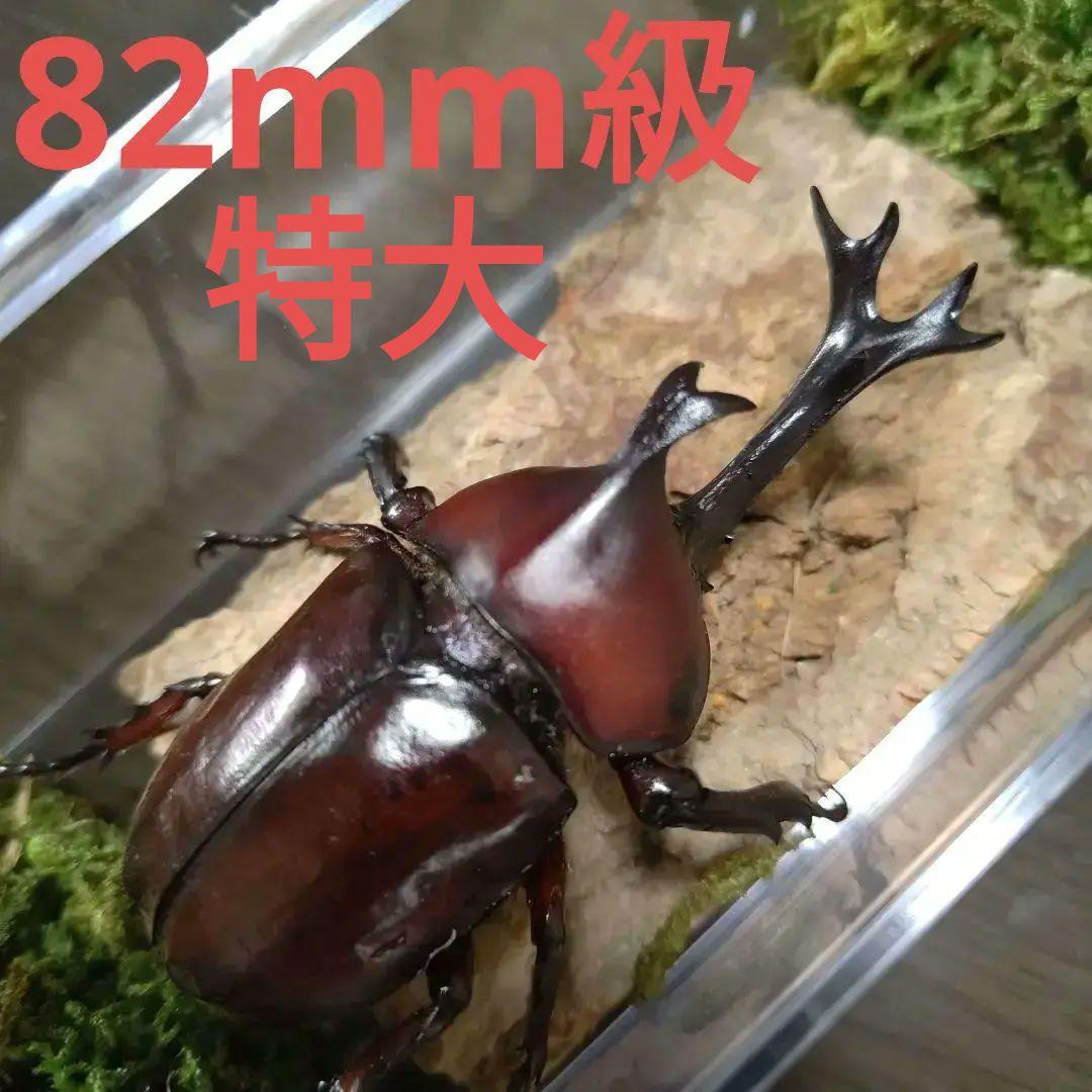 野生82mm頭角19.4mm胸角幅6mmぐらい美しいレッド赤超特大カブトムシ標本
