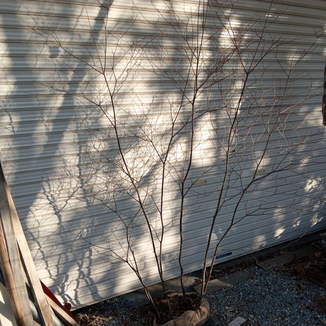 アブラツツジ　株立　山採り