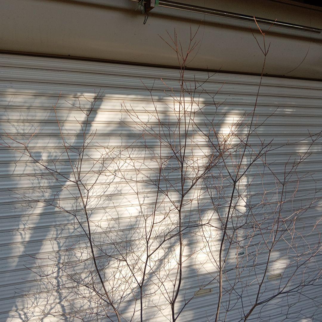 アブラツツジ　株立　山採り