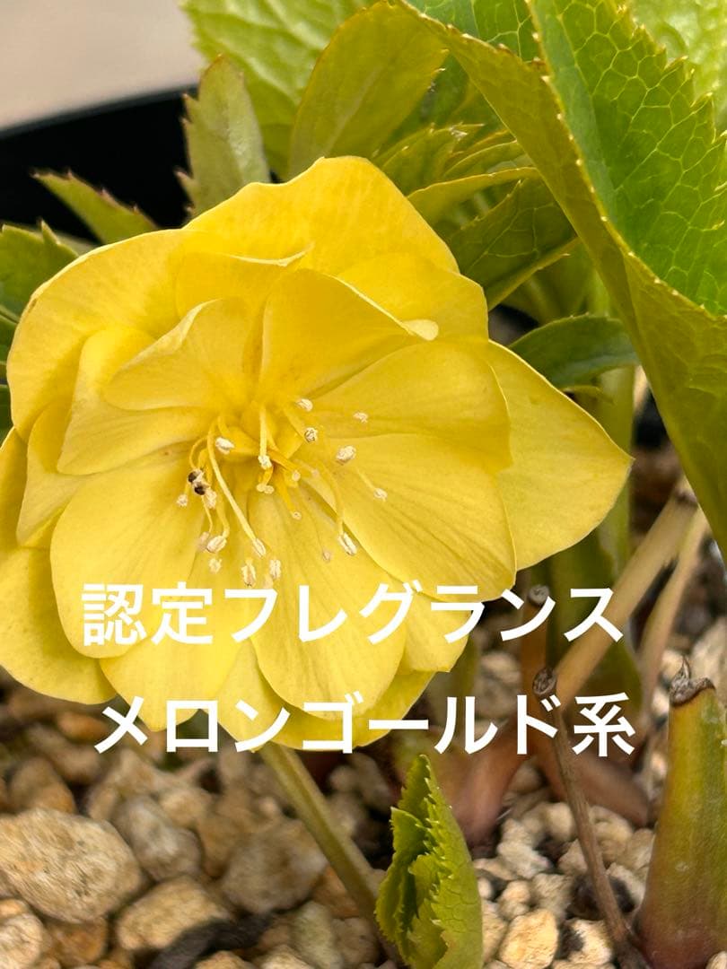 メロンゴールド系フレグランスクリスマスローズ