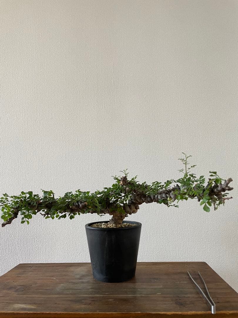 【現地球／発根済】コミフォラ　エイル（大株・扁平）ODDROOTS管理株