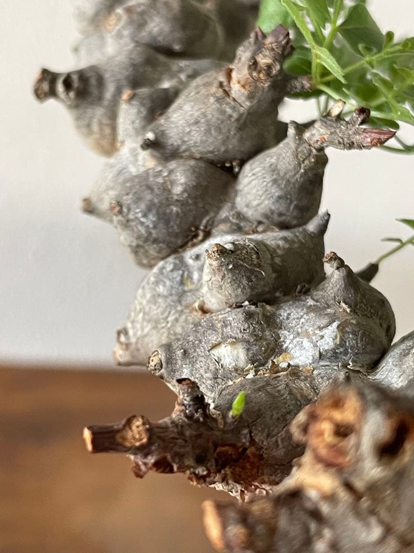 【現地球／発根済】コミフォラ　エイル（大株・扁平）ODDROOTS管理株