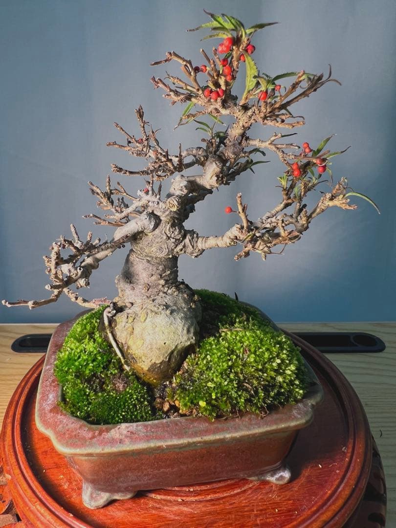 珍しい希少　小姓梅　ウメモドキ