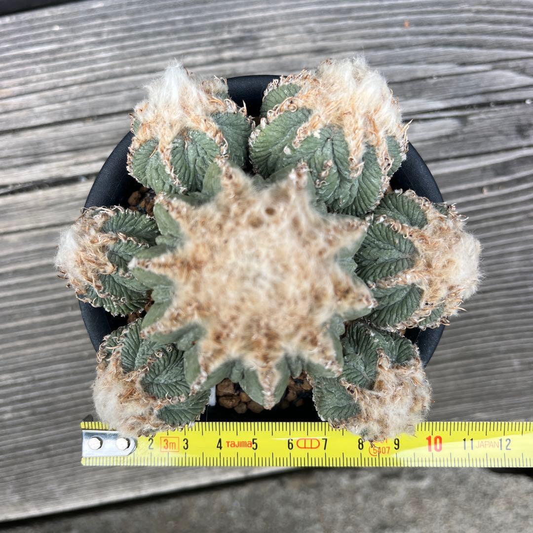 専用《hugoc様》花籠①・竜角牡丹セット