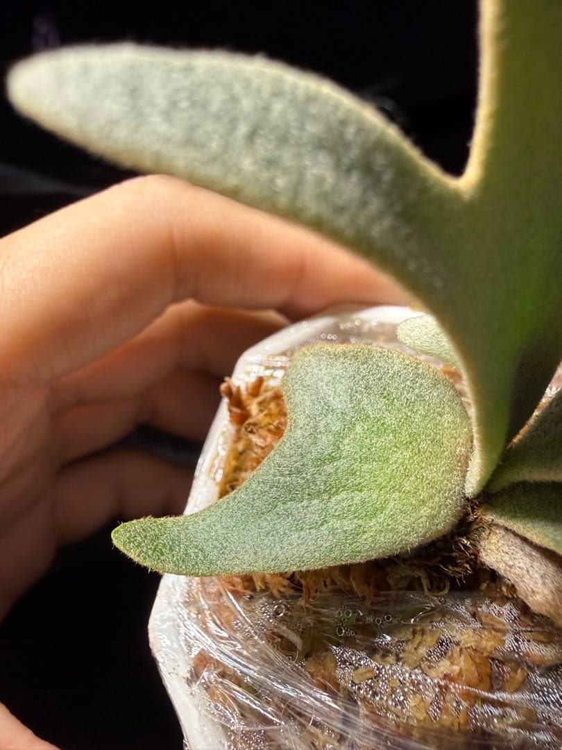 P.willinckii cv.Moe萌　OCオリジナルクローン