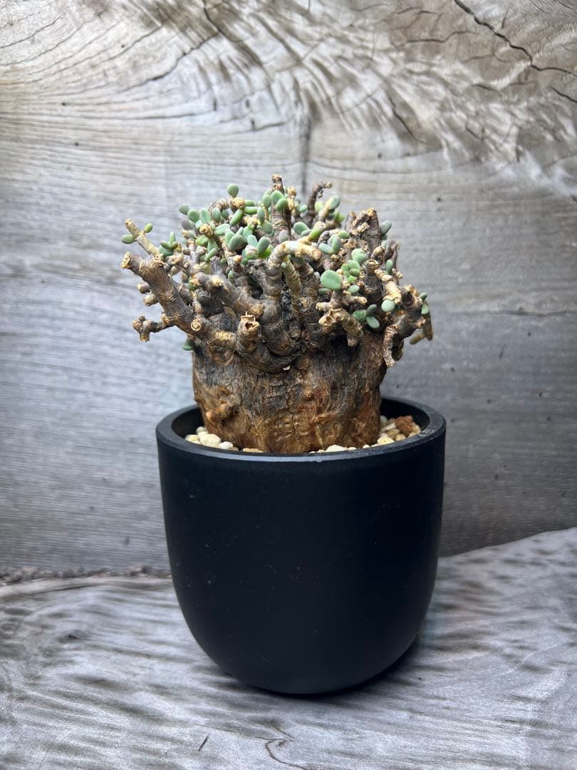 発根済　ケラリアピグマエア　ベアルート株　②