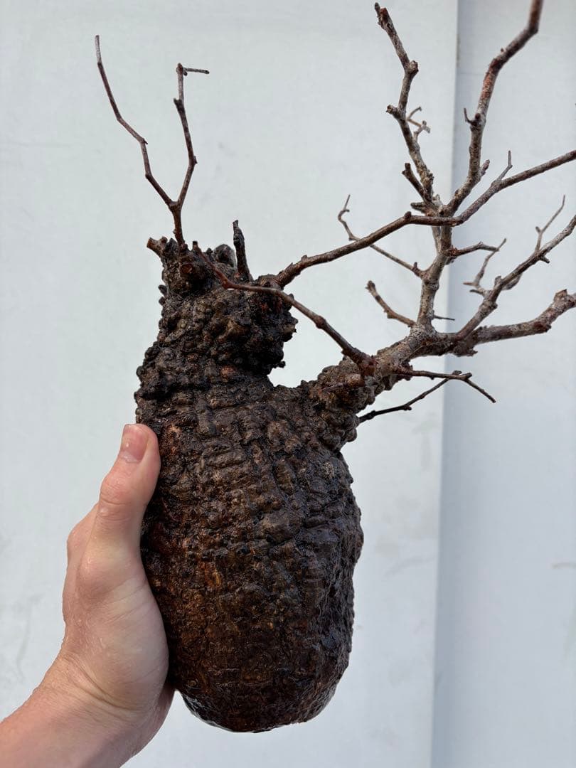 A*読様 オペルクリカリア　パキプス