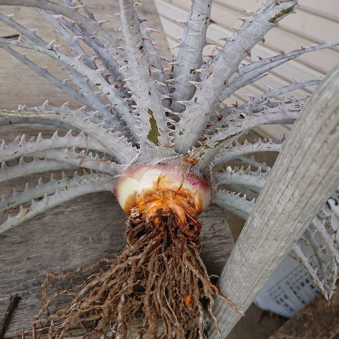 見本　途中で消します　文頭したディッキア　オレンジは⚫⚫⚫ジン