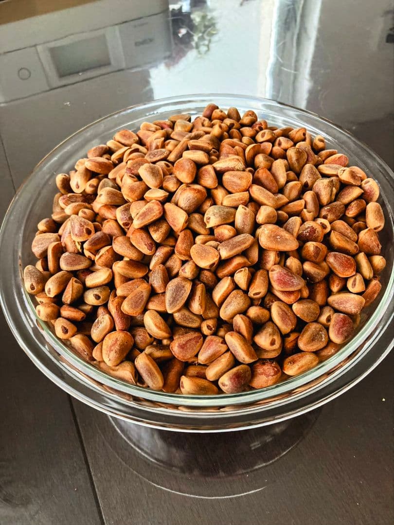 2024年10月北海道 で収穫した 松の実12kg