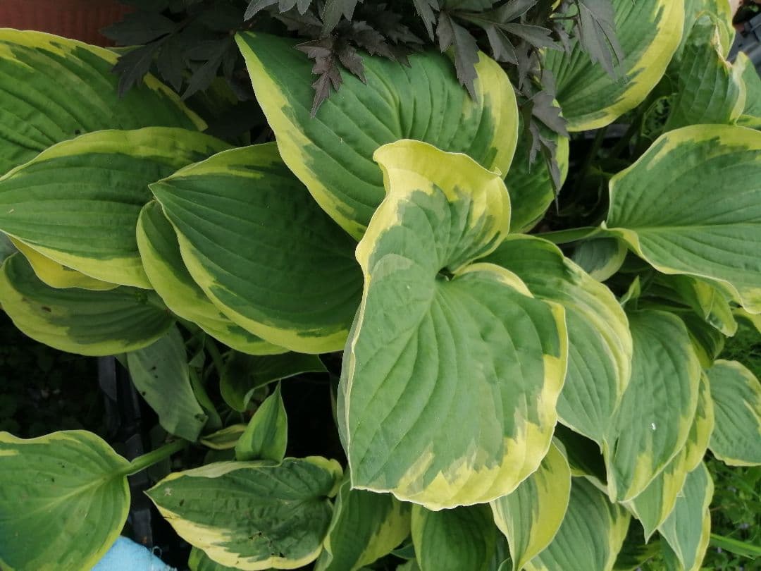 要コメント即買い禁止！ホスタ苗オーレオマルギナータ選んで一株（400円〜）