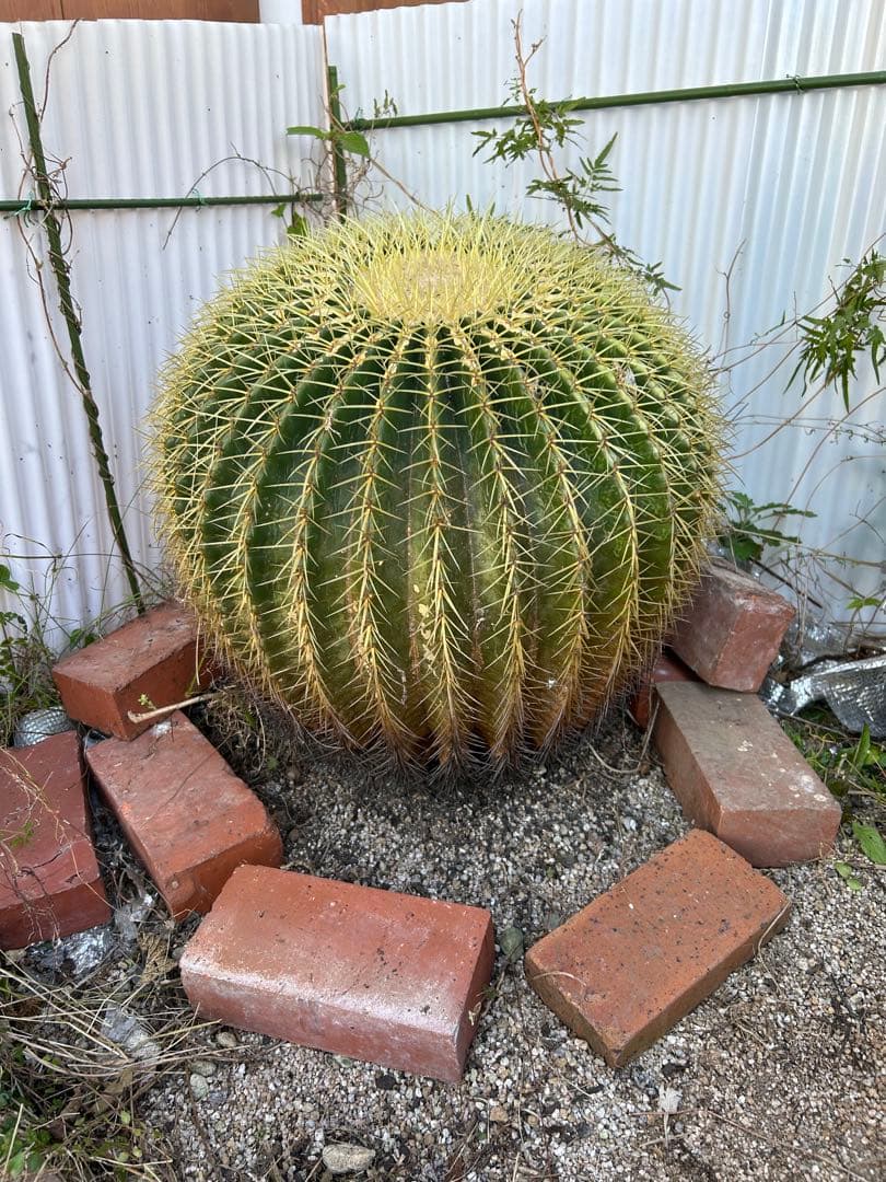 【匿名配送】金鯱　サボテンの王様