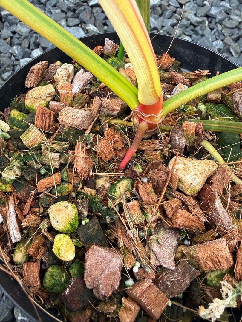 超絶希少 フィロデンドロン　ジェニファー斑入り