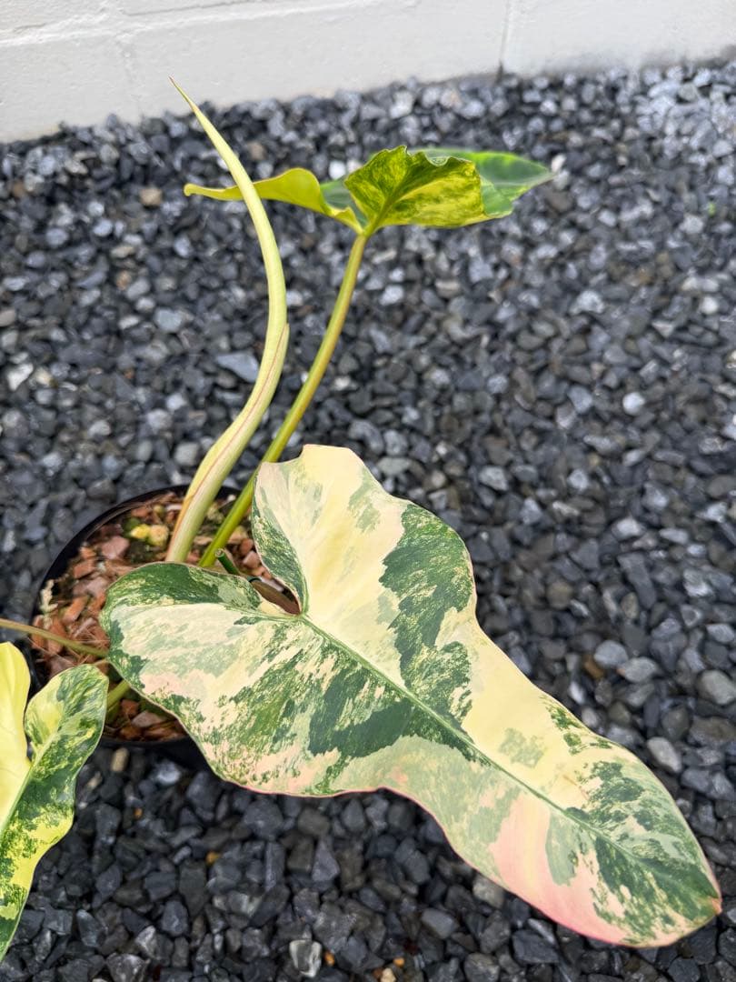 超絶希少 フィロデンドロン　ジェニファー斑入り