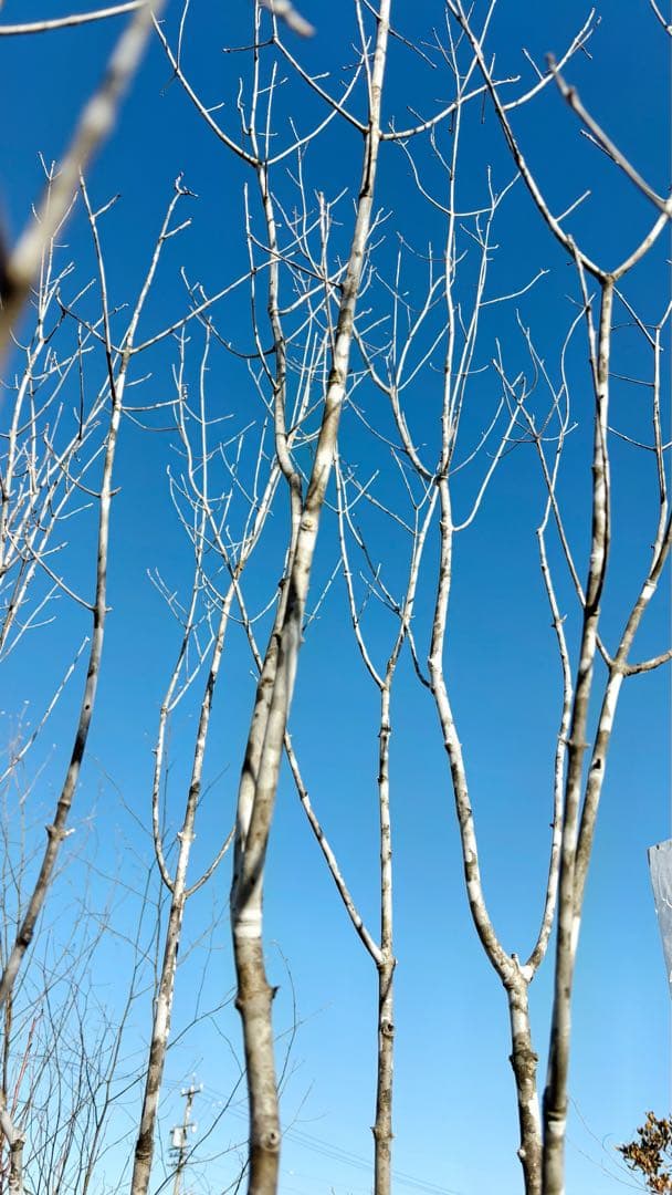 超絶品山採りアオダモ大株立ち4.0M(鉢底から)※エリア限定自社配送又は引き取り