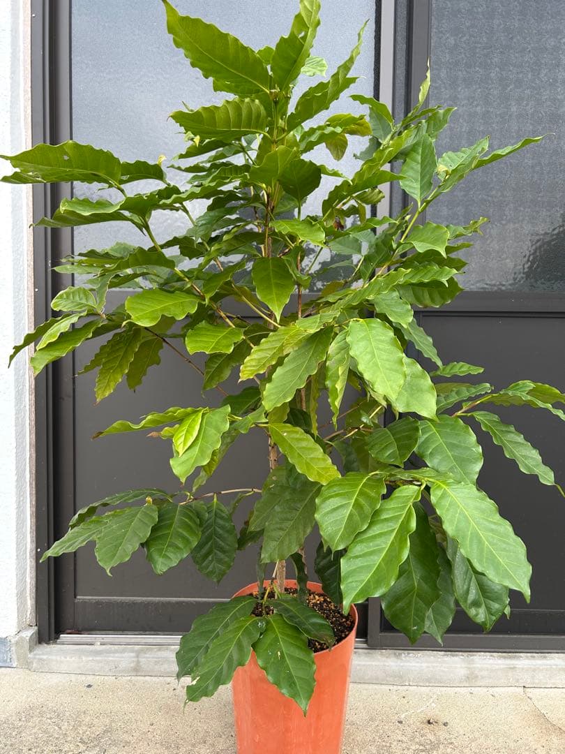 『訳あり』コーヒーの木 約1.3メートル 2株植