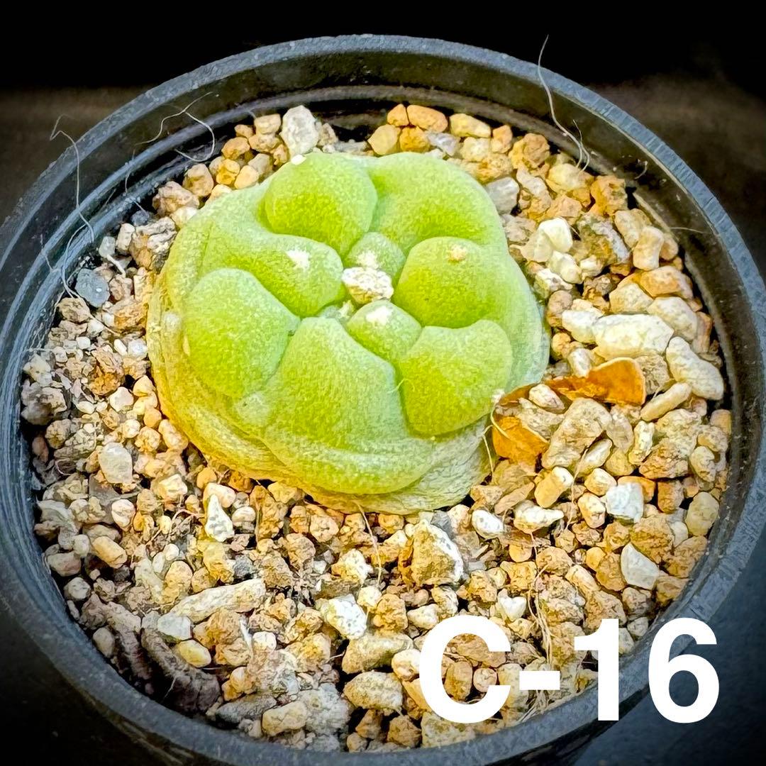 /様 サボテン 実生苗